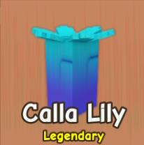 Calla Lily