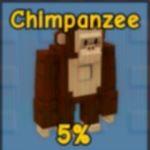 Chimpanzee